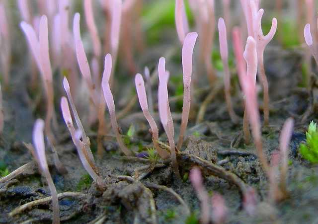 Typhula incarnata      Lasch